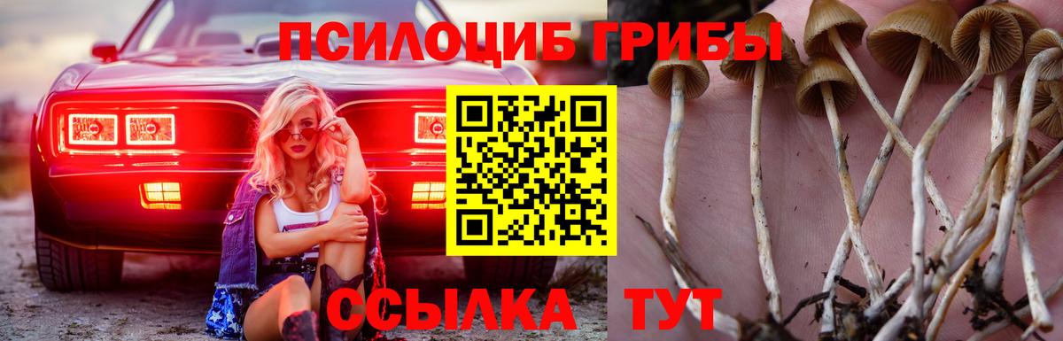 Псилоцибиновые грибы MAGIC MUSHROOMS  Вход с VPN  сколько стоит  Камышин 